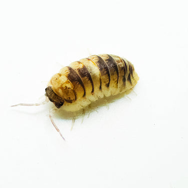 Armadillidium Espanyoli Marbleized
